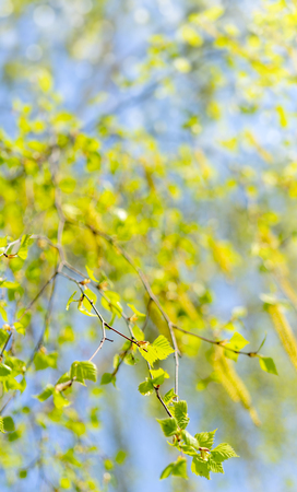 Spring flowering of birch.の写真素材