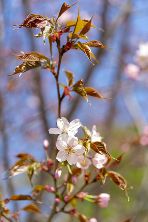 Flowering cherry sargent.の写真素材