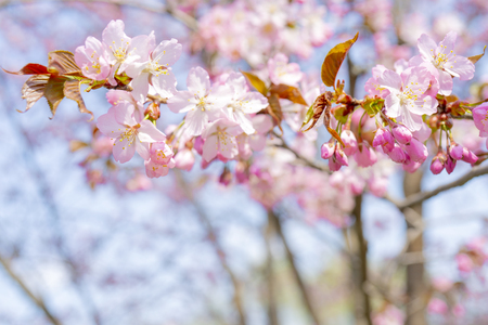 Spring flowering of sakura. Background for a festive wedding greeting card and wedding invitation.の写真素材
