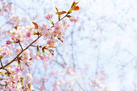 Spring flowering of sakura. Background for a festive wedding greeting card and wedding invitation.の写真素材
