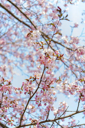 Spring flowering of sakura. Background for a festive wedding greeting card and wedding invitation.の写真素材