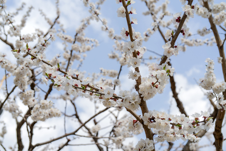 Spring flowering of apricot tree. Background for a festive wedding card and wedding invitation.の写真素材