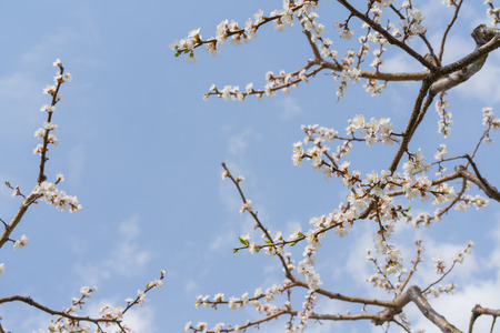Spring flowering of apricot tree. Background for a festive wedding card and wedding invitation.の写真素材