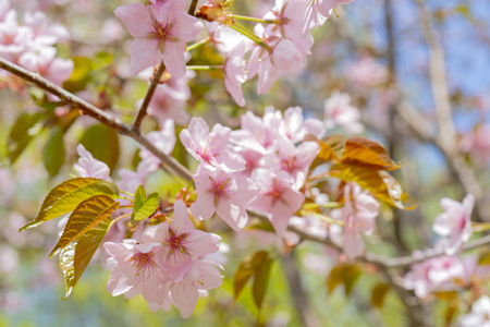 Spring flowering of sakura. Background for a festive wedding greeting card and wedding invitation.の写真素材