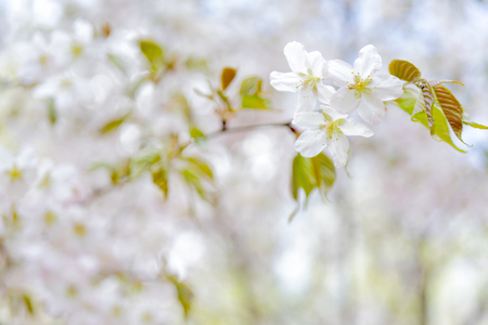 Spring flowering of sakura. Background for a festive wedding greeting card and wedding invitation.の写真素材