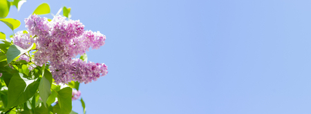Lilac blooming lilac against the blue sky.の写真素材