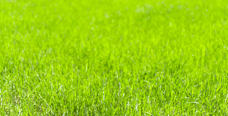 green grass field background soft focusの写真素材