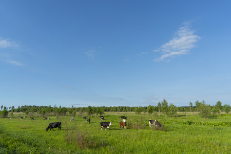 Black cows graze on a green field on a summer day.の写真素材