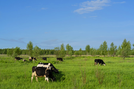 Black cows graze on a green field on a summer day.の写真素材