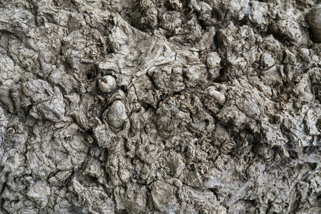 Dry uneven bark of an ancient tree.の写真素材