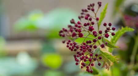 Small red flowers on a blurred background.の写真素材