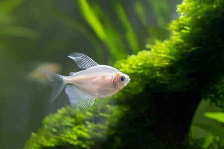 Small aquarium fish in the aquarium. Pets.の写真素材