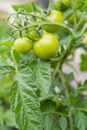 Green tomatoes on a branch in a greenhouse.の写真素材