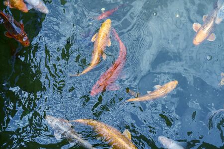 Gold and red imperial fish in water.の写真素材