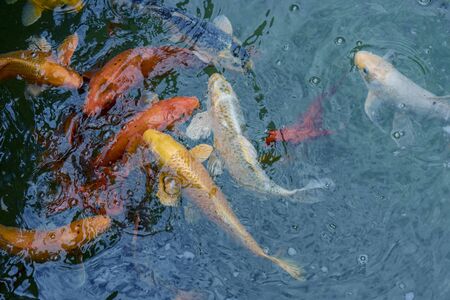 Gold and red imperial fish in water.の写真素材
