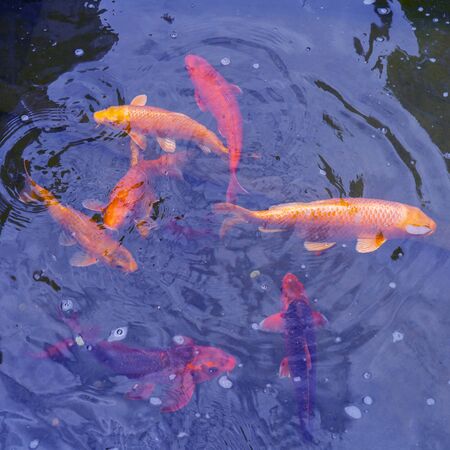 Gold and red imperial fish in water.の写真素材
