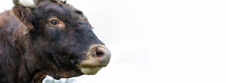 Pet adult brown bull on a farm.の写真素材