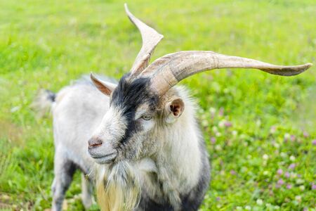 Pet adult male goat on the farm.の写真素材