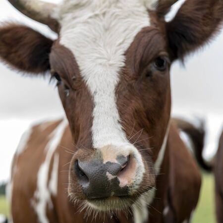 Pet cow on a farm in the countryside.の写真素材