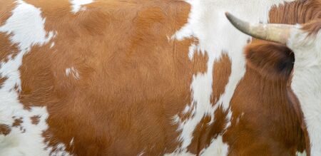 Brown cow skin texture. Agriculture. Smooth surface.の写真素材