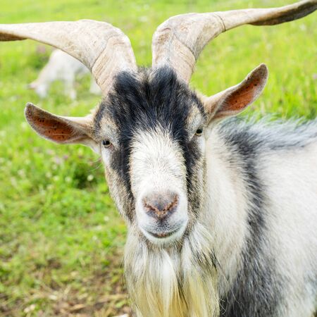 Pet adult male goat on the farm.の写真素材