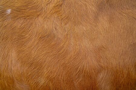 Brown cow skin texture. Agriculture. Smooth surface.の写真素材