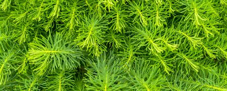 Bright green background of small plants.の写真素材