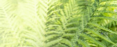 Fern leaves lit by sunlight. Green background.の写真素材