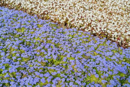 Little blue flowers. Field surface texture.の写真素材