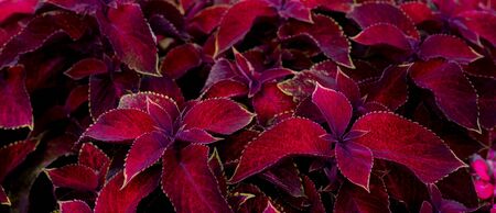 Red leaves of plants. Leaf surface texture.の写真素材