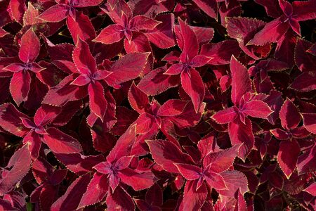 Red leaves of plants. Leaf surface texture.の写真素材