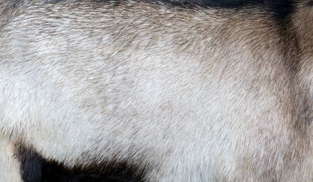 Goat fur texture - farm pet.