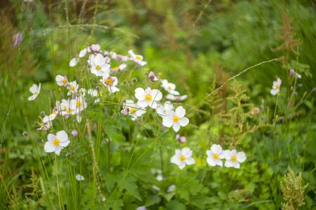 Little white wildflowers. Summer day iin countryside. Soft focus.の写真素材