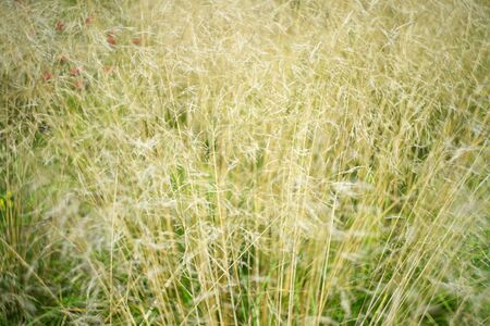 Stalks of ears of wild cereals in field. Summer day.の写真素材