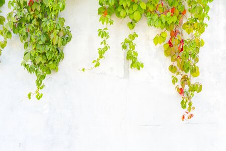 Green and red leaves of wild grapes on a plastered white wall.の写真素材
