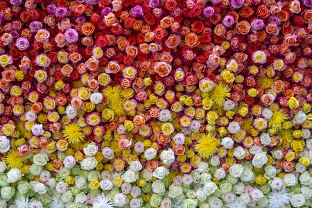 Beautiful roses background. Floral abstract background for wedding and engagement.の写真素材