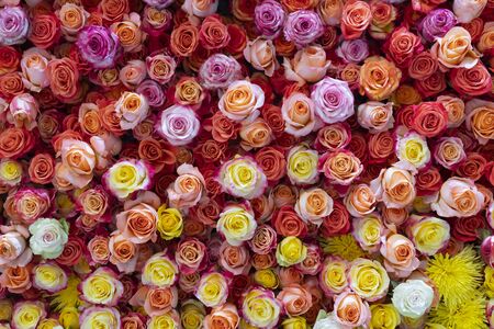 Beautiful roses background. Floral abstract background for wedding and engagement.の写真素材