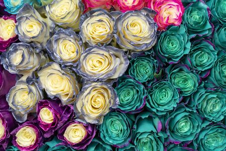 Beautiful blue roses background. Floral abstract background for wedding and engagement.の写真素材