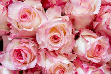Beautiful  pink roses background. Floral abstract background for wedding and engagement.の写真素材