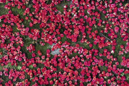 Beautiful roses background. Floral abstract background for wedding and engagement.の写真素材