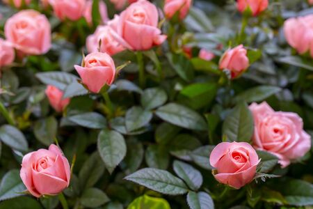 Beautiful  pink roses background. Floral abstract background for wedding and engagement.の写真素材