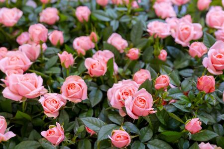 Beautiful  pink roses background. Floral abstract background for wedding and engagement.の写真素材
