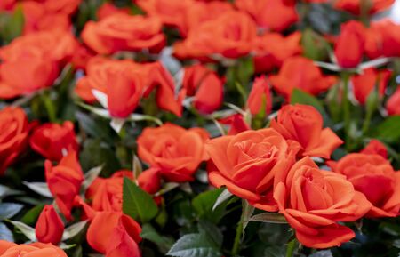 Beautiful red roses background. Floral abstract background for wedding and engagement.の写真素材