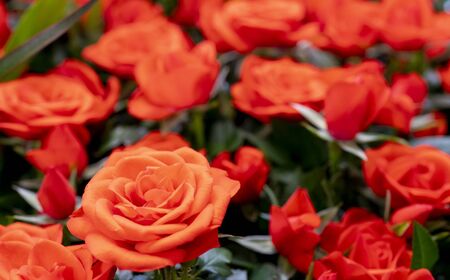 Beautiful red roses background. Floral abstract background for wedding and engagement.の写真素材