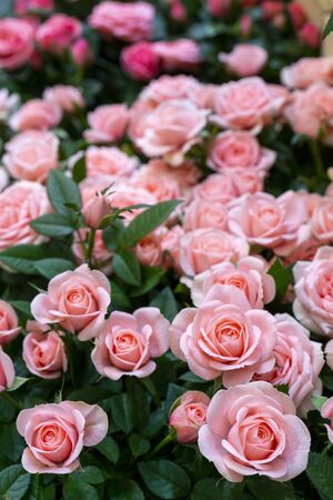 Beautiful  pink roses background. Floral abstract background for wedding and engagement.の写真素材