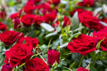 Beautiful red roses background. Floral abstract background for wedding and engagement.の写真素材