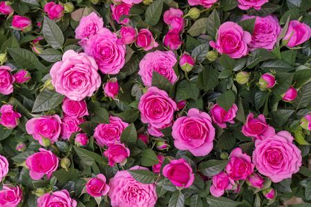 Beautiful pik roses background. Floral abstract background for wedding and engagement.の写真素材