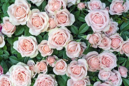 Beautiful  pink roses background. Floral abstract background for wedding and engagement.の写真素材