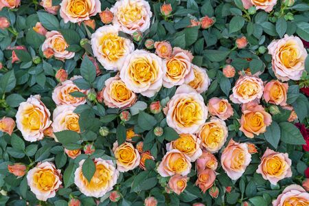 Beautiful  pink roses background. Floral abstract background for wedding and engagement.の写真素材