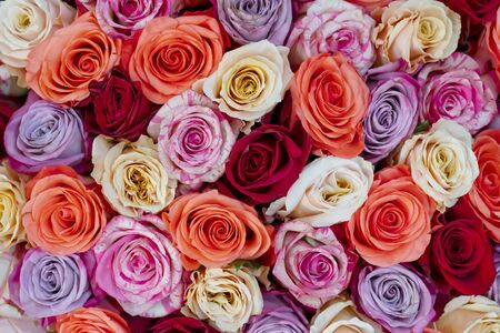 Beautiful roses background. Floral abstract background for wedding and engagement.の写真素材